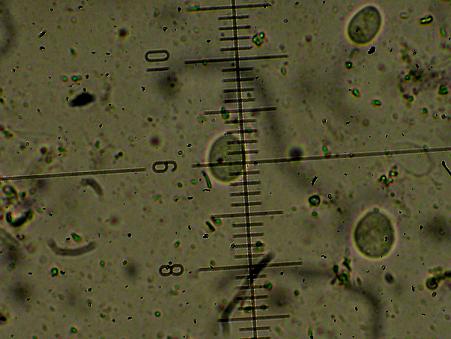 Corticium meridioroseum